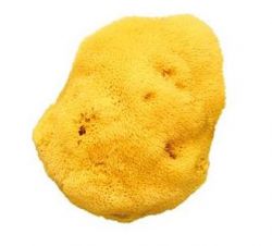 Nuk Natutral Sponge Small-40251605