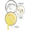 Garnier Vitamin C Protection Day Cream SPF30 - Image 4